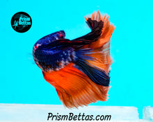 Load image into Gallery viewer, Rainbow Marble Halfmoon Male