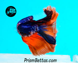 Rainbow Marble Halfmoon Male