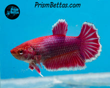 Load image into Gallery viewer, Purple Salamander Halfmoon Female
