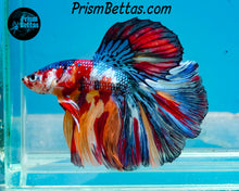 Load image into Gallery viewer, Candy Koi Halfmoon Male