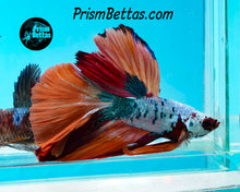 Load image into Gallery viewer, Rainbow Marble Halfmoon Male