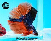 Load image into Gallery viewer, Rainbow Marble Halfmoon Male