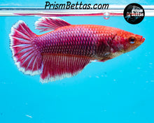 Load image into Gallery viewer, Purple Salamander Halfmoon Female