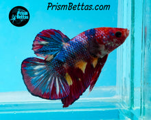 Load image into Gallery viewer, Rainbow Marble Halfmoon Plakat Male