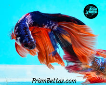 Load image into Gallery viewer, Rainbow Marble Halfmoon Male