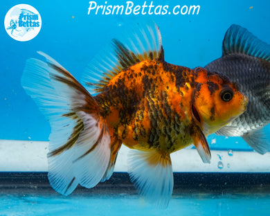 Premium Calico Goldcoin Oranda Female (4 inch length) Imported from Thailand