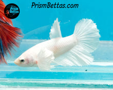 Load image into Gallery viewer, White Dumbo Halfmoon Female