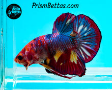 Load image into Gallery viewer, Rainbow Marble Halfmoon Plakat Male