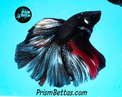 Vampire Marble Halfmoon Male