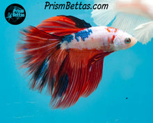 Load image into Gallery viewer, Marble Halfmoon Male