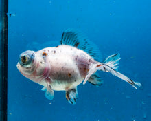 Load image into Gallery viewer, Blue Calico Butterfly Telescope Goldfish (3.5-4.25 inches)