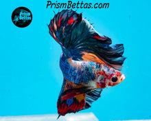 Load image into Gallery viewer, Rainbow Marble Halfmoon Male
