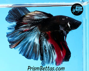 Vampire Marble Halfmoon Male