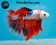 Load image into Gallery viewer, Marble Halfmoon Male