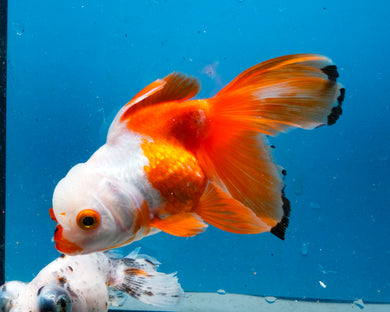 Red and White Oranda Goldfish (3.5-4.25 inches)
