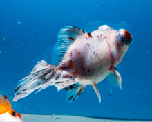 Load image into Gallery viewer, Blue Calico Butterfly Telescope Goldfish (3.5-4.25 inches)