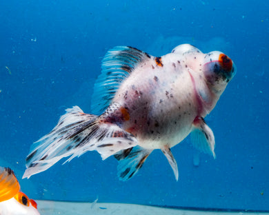 Blue Calico Butterfly Telescope Goldfish (3.5-4.25 inches)
