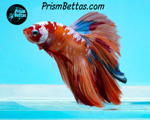 Load image into Gallery viewer, Orange Galaxy Koi Halfmoon Male