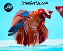 Load image into Gallery viewer, Orange Galaxy Koi Halfmoon Male