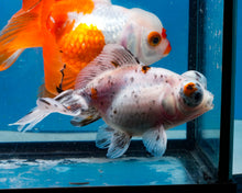 Load image into Gallery viewer, Blue Calico Butterfly Telescope Goldfish (3.5-4.25 inches)