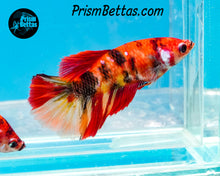 Load image into Gallery viewer, Candy Koi Halfmoon Female