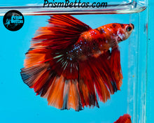 Load image into Gallery viewer, Candy Koi Halfmoon Male