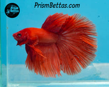 Load image into Gallery viewer, Orange Halfmoon Male