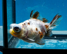 Load image into Gallery viewer, Blue Calico Butterfly Telescope Goldfish (3.5-4.25 inches)