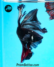 Load image into Gallery viewer, Vampire Marble Halfmoon Male