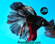 Load image into Gallery viewer, Vampire Marble Halfmoon Male