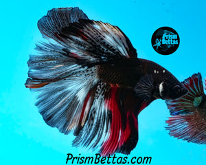Vampire Marble Halfmoon Male