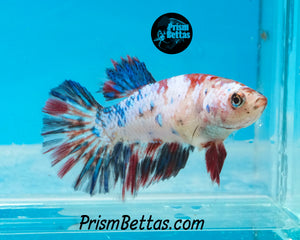 Marble Halfmoon Female