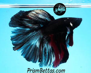 Vampire Marble Halfmoon Male