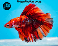 Load image into Gallery viewer, Candy Koi Halfmoon Male