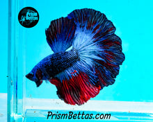 Load image into Gallery viewer, Superman Marble Rosetail Halfmoon Male