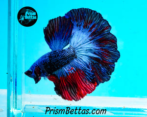 Superman Marble Rosetail Halfmoon Male