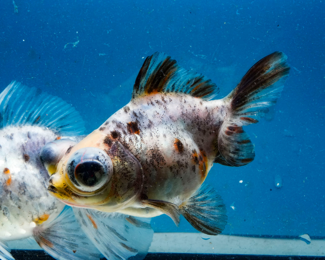Blue Calico Butterfly Telescope Goldfish (3.5-4.25 inches)