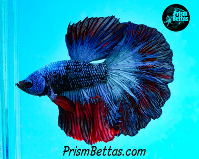 Superman Marble Rosetail Halfmoon Male