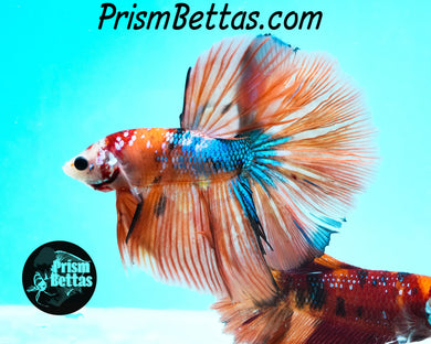 Rainbow Marble Halfmoon Male