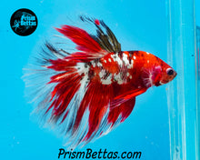 Load image into Gallery viewer, Red Copper Koi Halfmoon Male