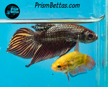 Load image into Gallery viewer, Wildtype Betta Mahachai Copper Male