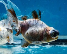 Load image into Gallery viewer, Blue Calico Butterfly Telescope Goldfish (3.5-4.25 inches)
