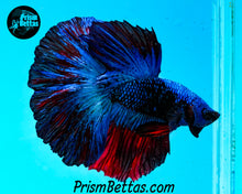 Load image into Gallery viewer, Superman Marble Rosetail Halfmoon Male