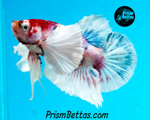 Load image into Gallery viewer, Purple Koi Dumbo Halfmoon Plakat Female