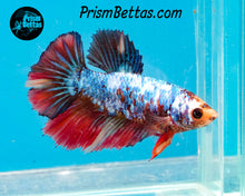 Load image into Gallery viewer, Marble Halfmoon Female