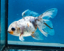 Load image into Gallery viewer, Blue Calico Oranda Goldfish (3.5-4.25 inches)