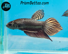 Load image into Gallery viewer, Wildtype Betta Mahachai Copper Male