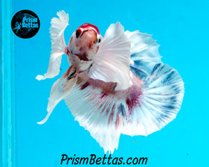 Purple Koi Dumbo Halfmoon Plakat Female