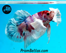 Load image into Gallery viewer, Purple Koi Dumbo Halfmoon Plakat Female