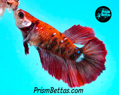Red Koi Halfmoon Female